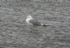 Caspian Gull at Hole Haven Creek (Steve Arlow) (95540 bytes)